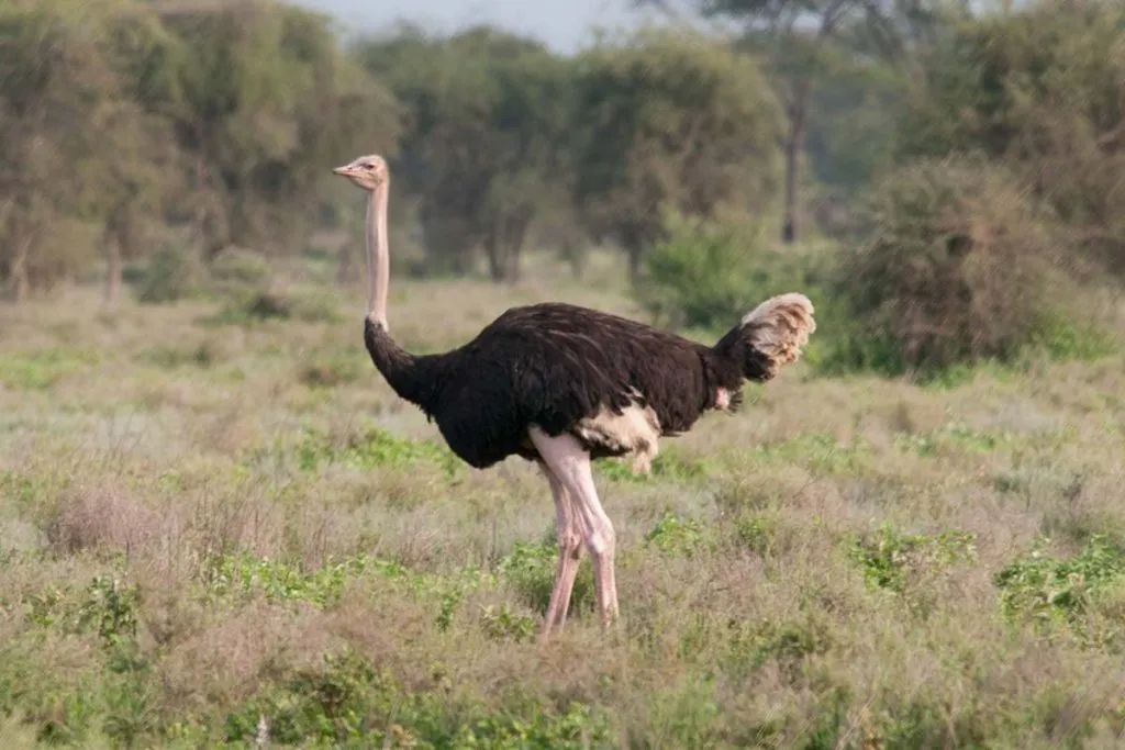 commonostrichx